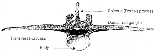 Bovine lumbar vertebra. Description follows.