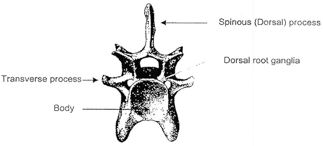 Bovine cervical vertebra. Description follows.