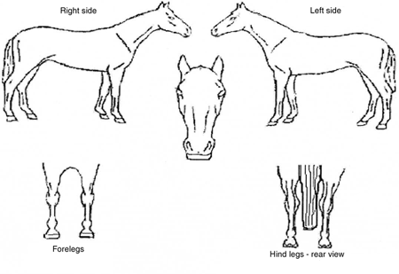 This diagram shows five views of a horse: the right side, the left side, the front of the head, the forelegs and the hind legs - rear view.
