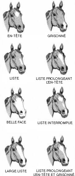 Cette image, qui montre les marques faciales du cheval, comprend l'en-tête, le grisonné, la liste, la liste prolongeant l'en-tête, la belle face, la liste interrompue, la large liste et la liste prolongeant l'en-tête et grisonné.