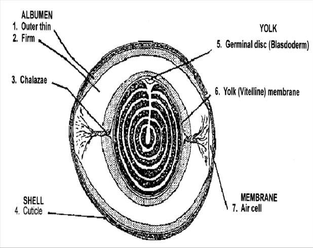 Structure of the Egg