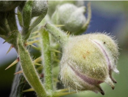 Attacked buds wither and fall off but in some cases may remain on the plant.