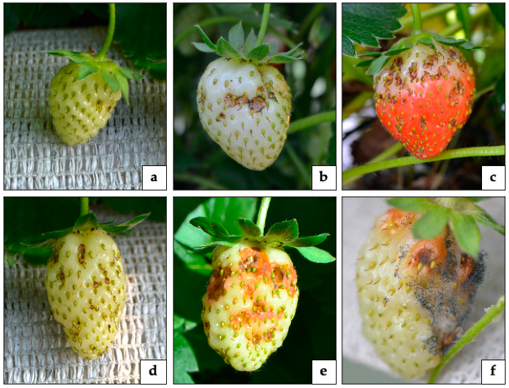 Damage caused by A. rubi adults on strawberry fruit at different stages: including immature malformed strawberry and development of molds on damaged fruit 