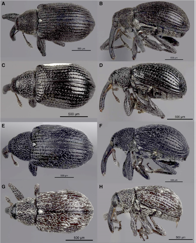 Adults are small (2.5-3.0 mm) black weevils with scattered white to grayish pubescence