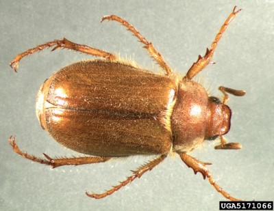 European chafer beetle