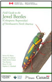 Jewel Beetle