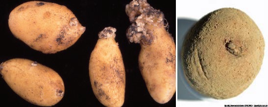 Picture - Figure 12: Potato wart. Description follows.