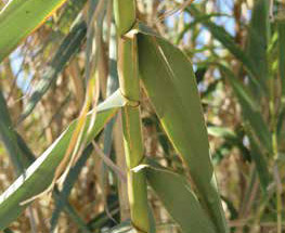 Giant reed stem and leaves