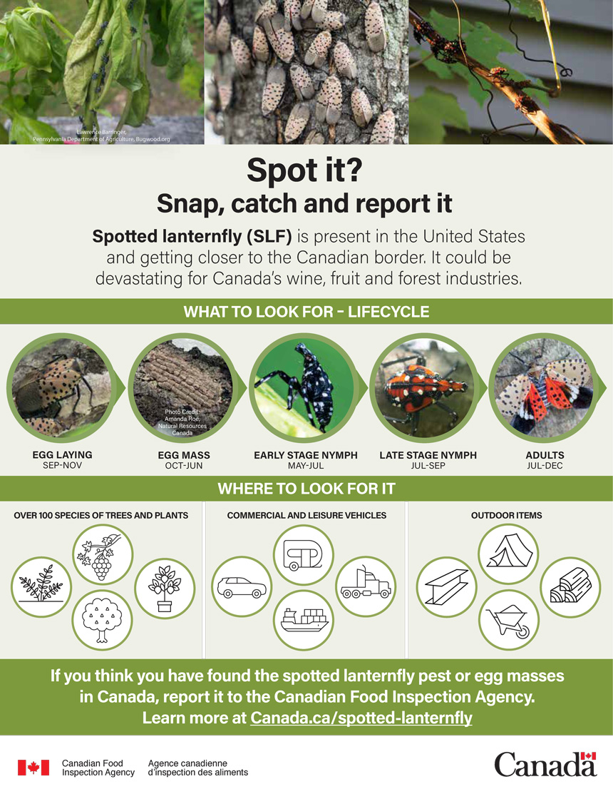 Infographic: Spot it? Snap, catch and report it. Description follows.
