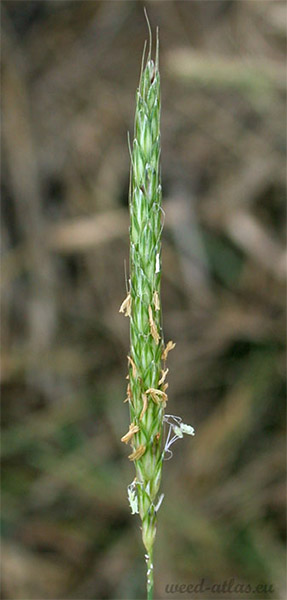 Slender foxtail panicle