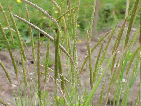 Slender foxtail plants