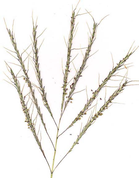 Yellow bluestem inflorescence