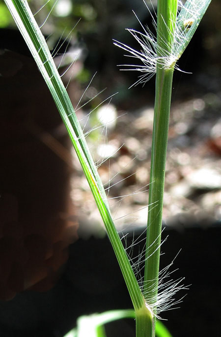 Yellow bluestem culm, sheath and blade