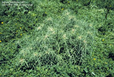 Iberian starthistle plant