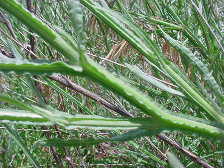 Yellow starthistle winged leaves