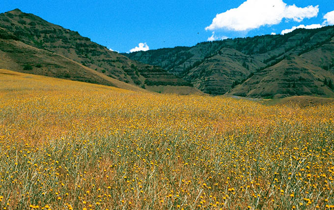 Yellow starthistle infestation