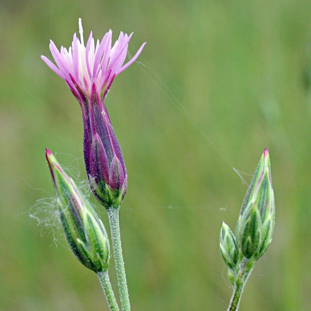 Common crupina blooming