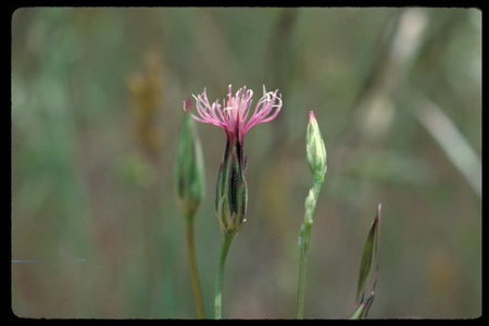 Common crupina flower