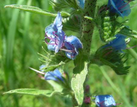 Paterson’s curse flower, showing two exerted stamens