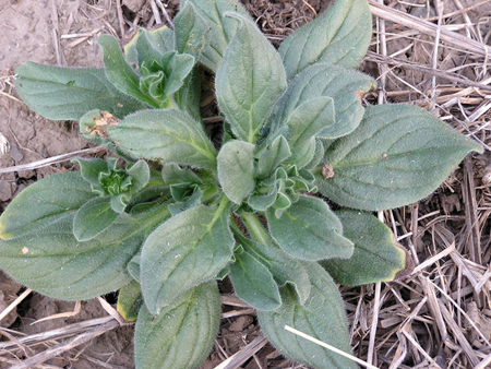 Paterson’s curse rosette