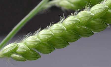 Woolly cup grass inflorescence branch