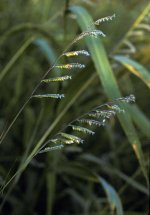 Woolly cup grass inflorescence