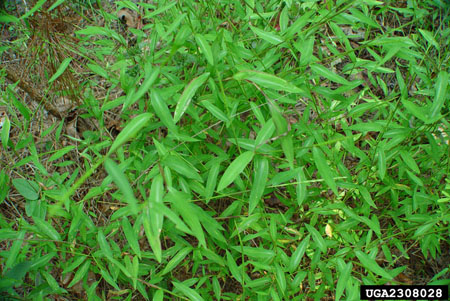 Japanese stiltgrass – Microstegium vimineum
