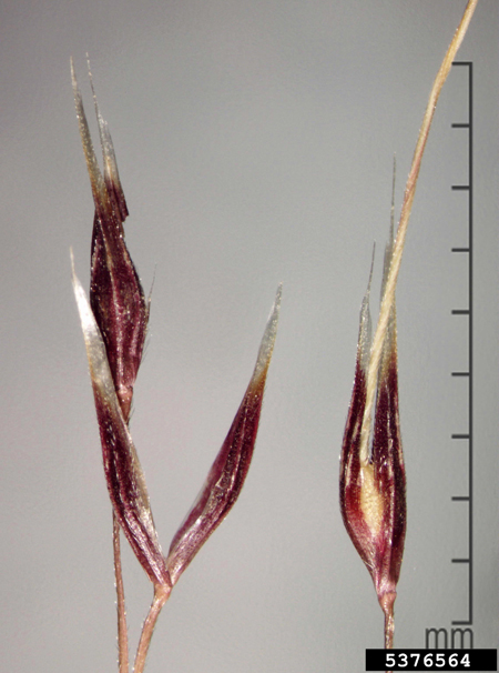 Serrated tussock flower heads