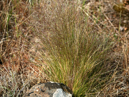 Tussock of serrated tussock