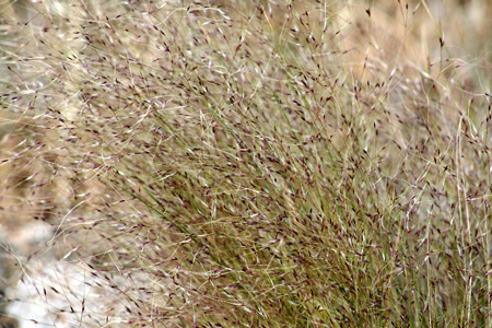 Serrated tussock flower seed heads