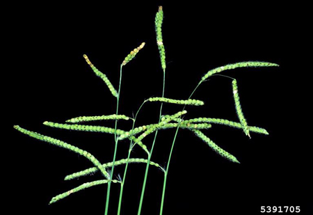 Dallis grass panicle