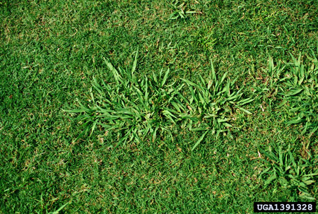 Dallis grass invasion on turf