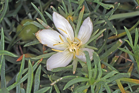 Single African-rue flower with leaves