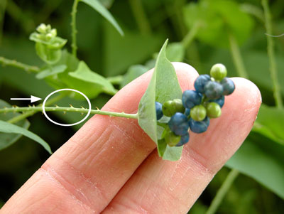 Devil's-tail tearthumb weed fruits and recurved barbs