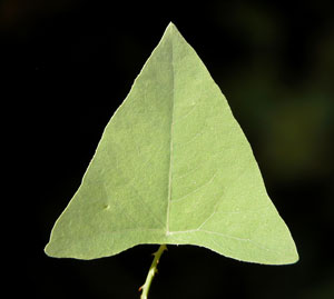 Devil's-tail tearthumb weed leaf