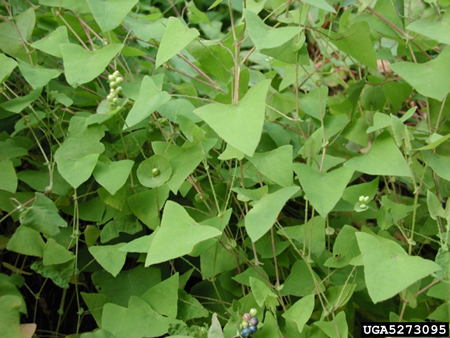 Devil's-tail tearthumb  weed foliage