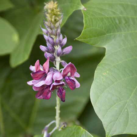 Kudzu inflorescence