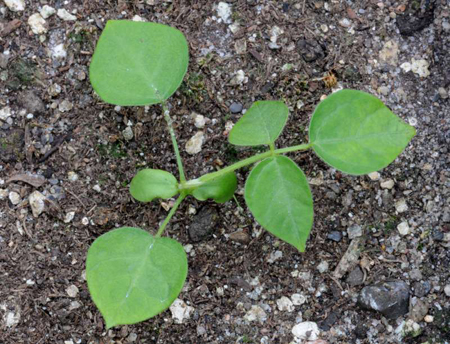 Kudzu seedling