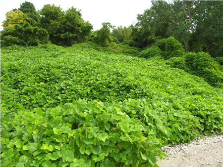 Kudzu infestation