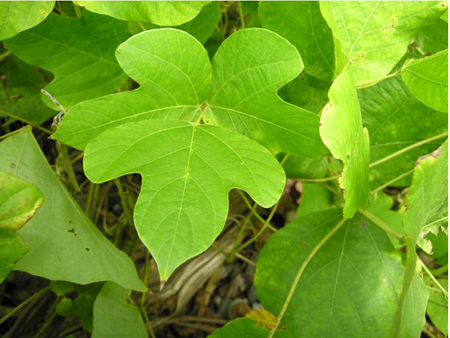 Kudzu leaf