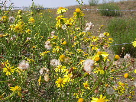 South African ragwort plants