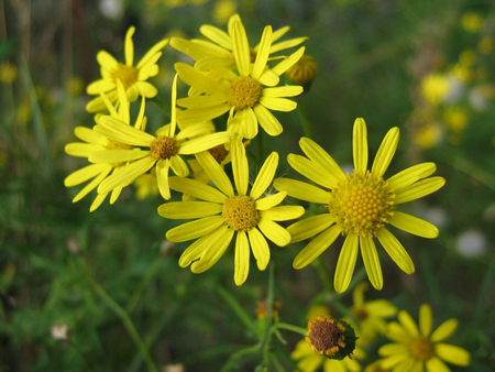 Madagascar ragwort invading a pasture