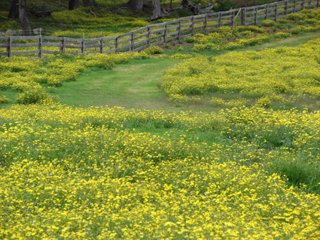 South African ragwort flowers