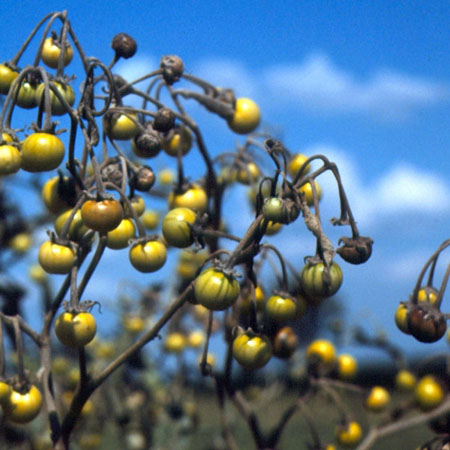 Silverleaf nightshade fruit