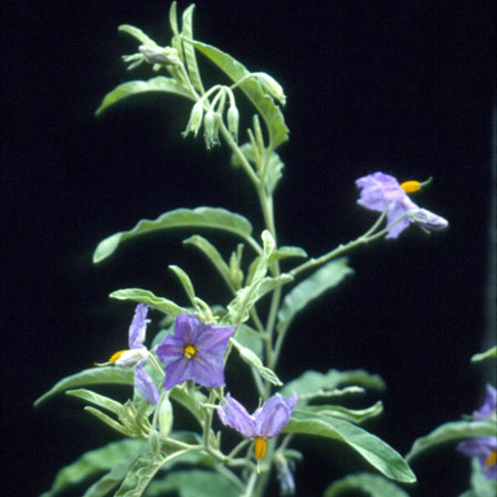 Silverleaf nightshade plant