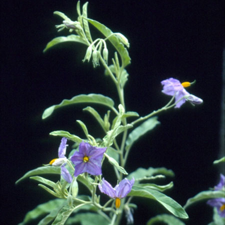 Silverleaf Nightshade Solanum Elaeagnifolium Canadian Food Inspection Agency