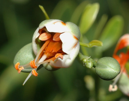 Syrian bean-caper flower