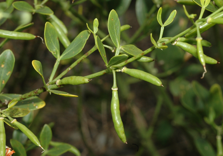 Syrian bean-caper leaves and fruit