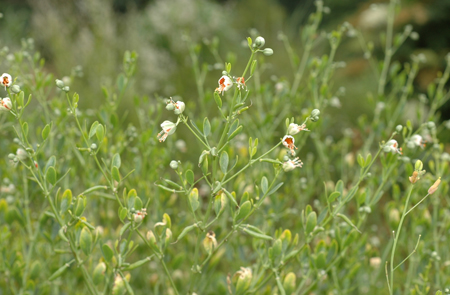 Syrian bean-caper growing in a field