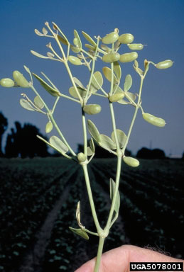 Syrian bean-caper plant
